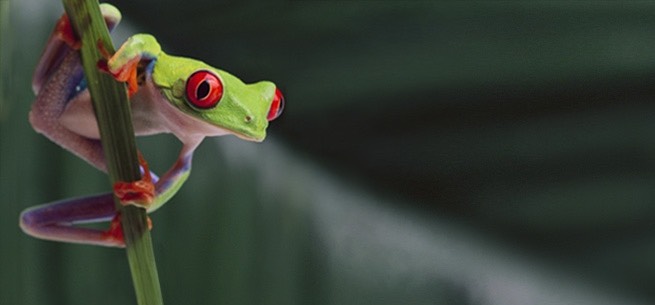 Green frog