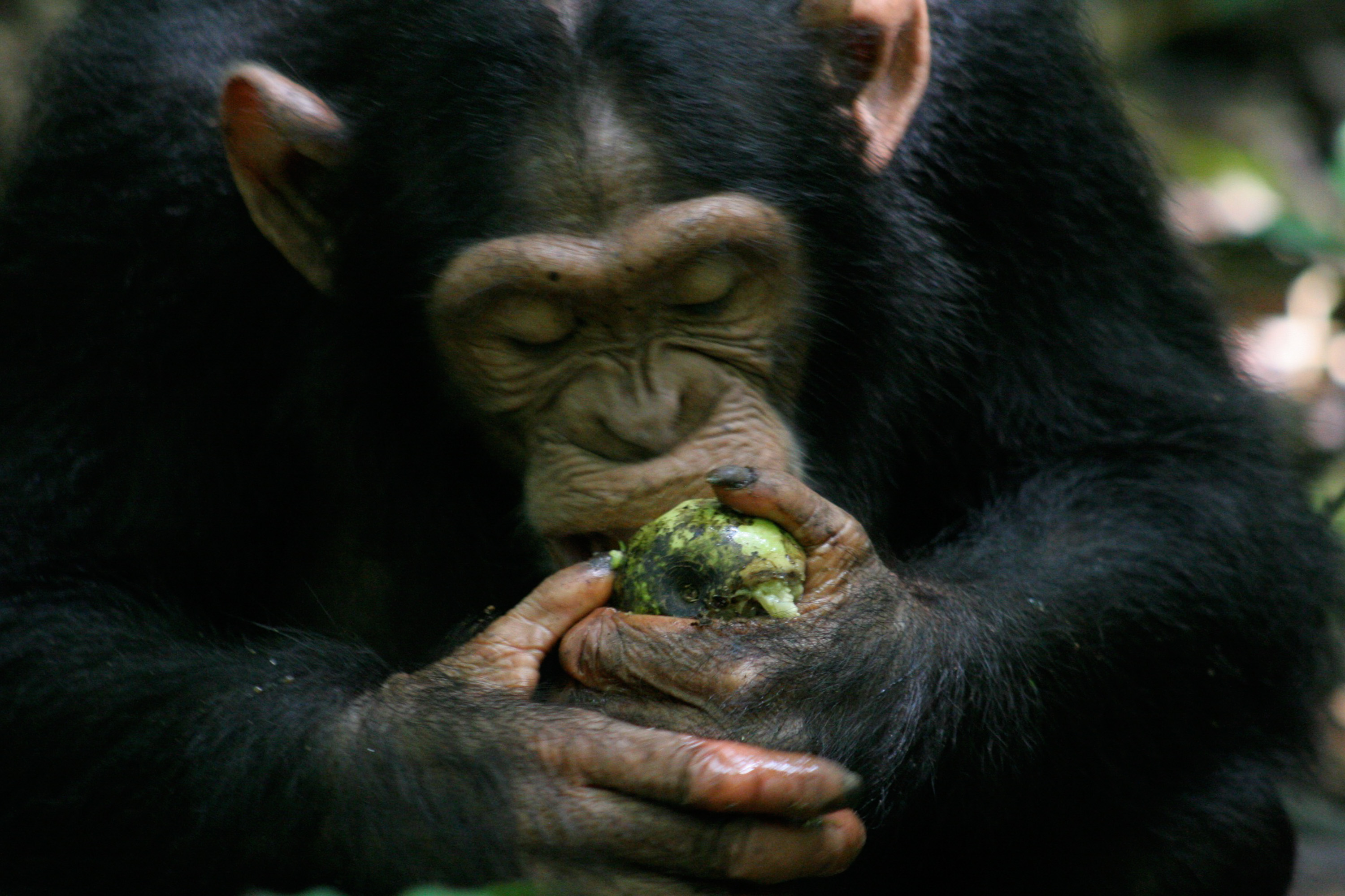 An ape "scrumping"