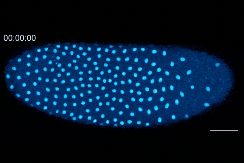 This fruit fly embryo has a mutation that prevents its nuclei (shown in blue) from spreading out evenly, resulting in regions with different nuclear to cytoplasmic ratios.