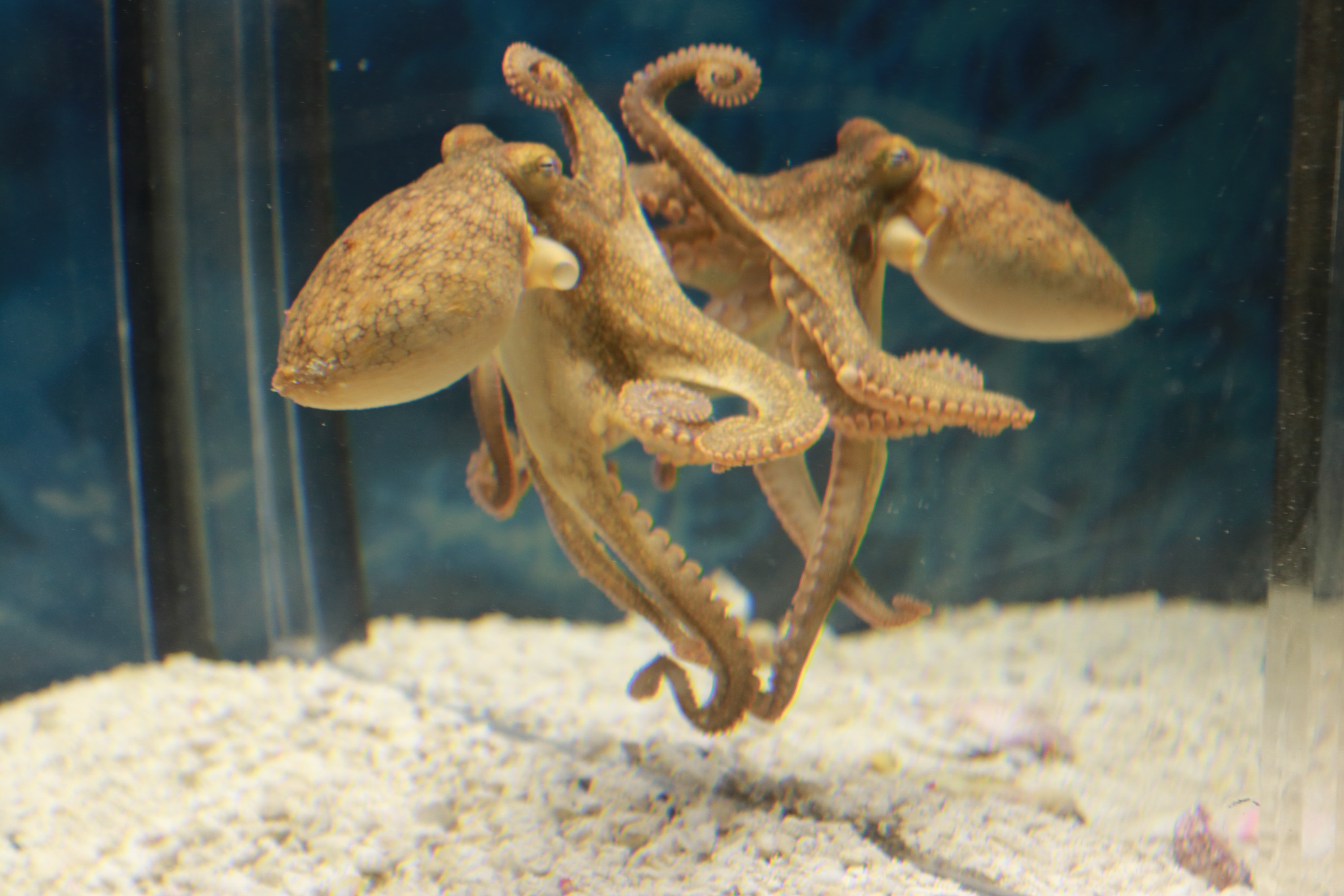 An octopus sat on its reflection in a mirror