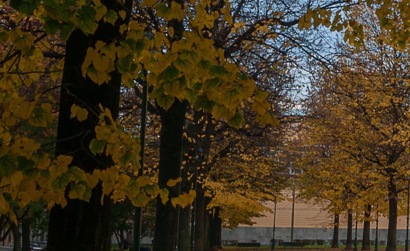 campus trees in fall 
