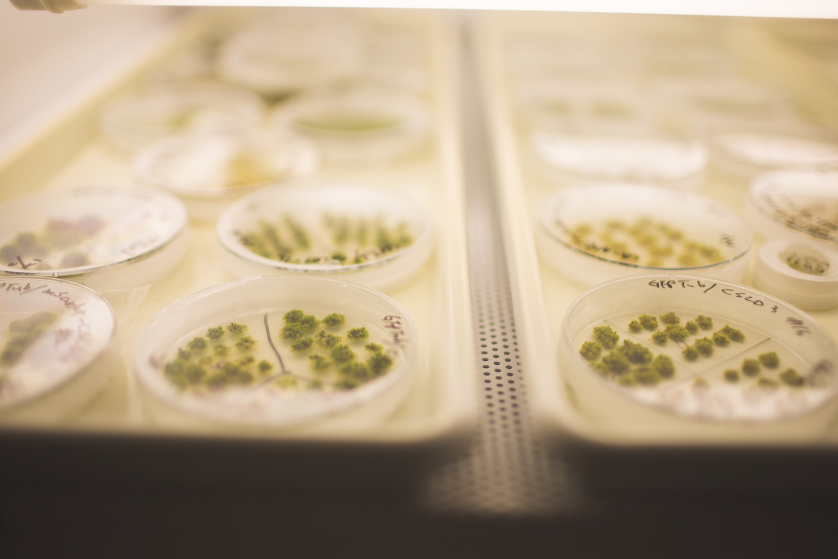 Plates of moss in the lab of Professor Magdalena Bezanilla and senior research scientist Shu-Zon Wu