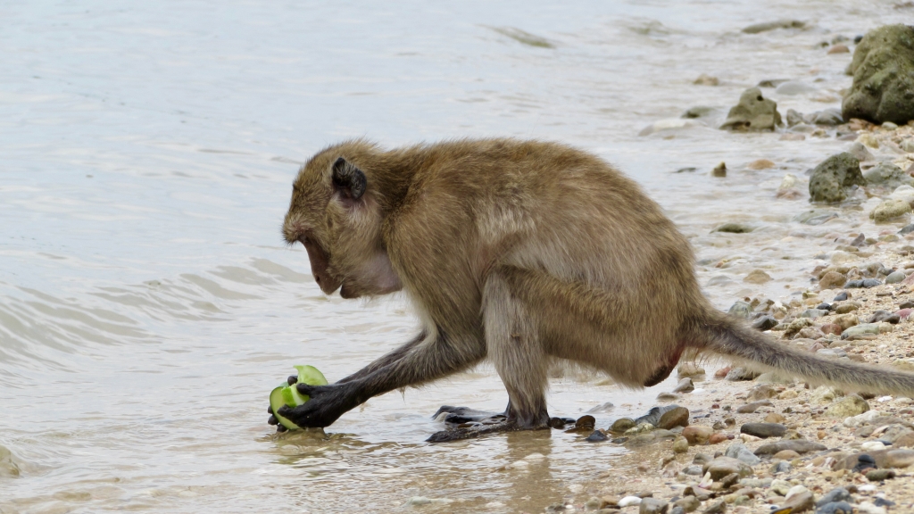 Macaque cleaning a cucumber