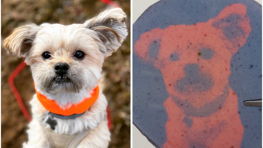 Moby the dog projected into polymer film
