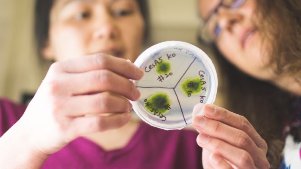 Researches looking at petri dish
