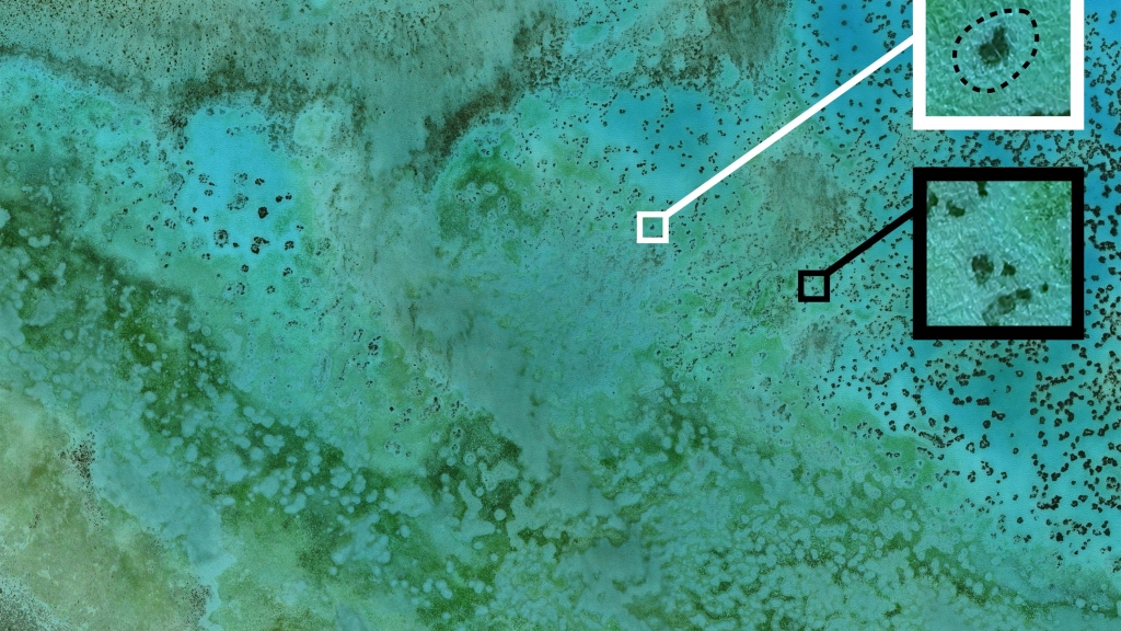 Aerial of coral clusters