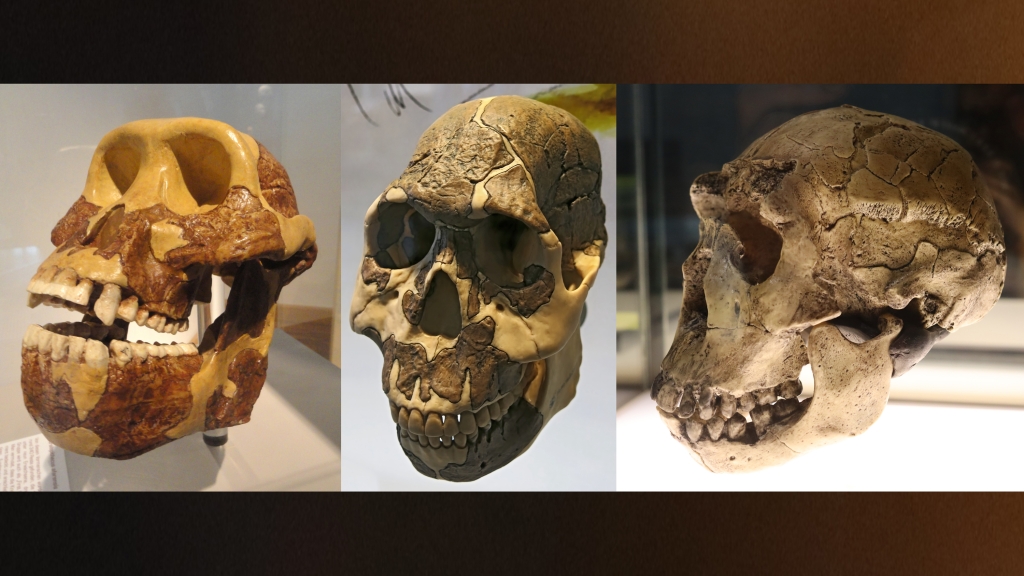 3 hominin skulls
