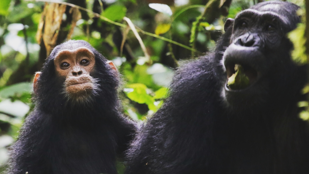 Apes eating fruit