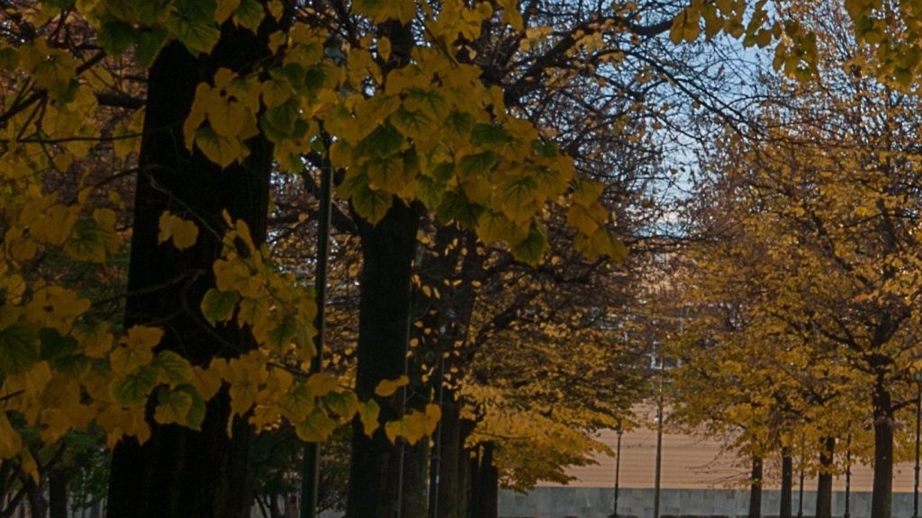 campus trees in fall 